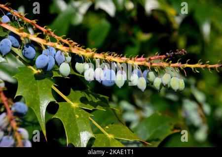 Purple, Blue-black & Green Berries on Mahonia x media 'Buckland' (Oregon Grape) Tree grown at RHS Garden Rosemoor, Torrington, Devon, England, UK. Stock Photo