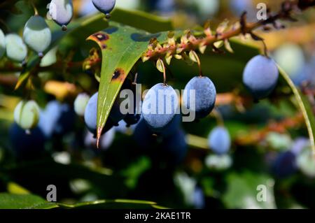 Purple, Blue-black & Green Berries on Mahonia x media 'Buckland' (Oregon Grape) Tree grown at RHS Garden Rosemoor, Torrington, Devon, England, UK. Stock Photo