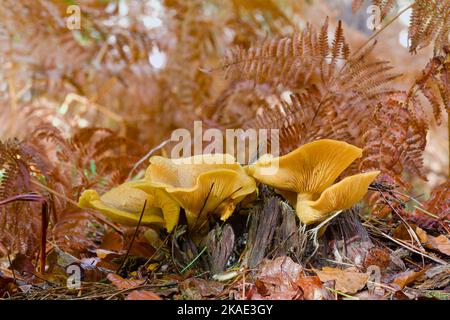 Group Of False Chanterelle Mushrooms Growing On A Tree Stump ON The Forest Floor Amongst Dead Bracken, Hygrophoropsis aurantiaca, New Forest UK Stock Photo