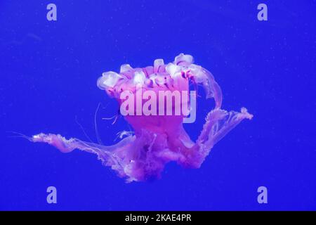 Small jellyfish in a water tank Stock Photo