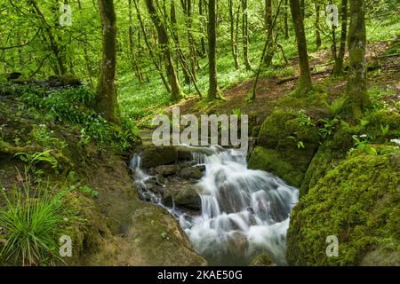 The stream in Long Wood entering a swallow hole, part of the Cheddar Complex in the Mendip Hills North Devon Coast National Landscape, Somerset, England. Stock Photo