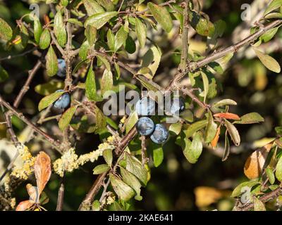 are blackthorn berries poisonous to dogs