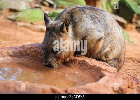 A closeup of an adorable marsupial wombat drinking water in a zoo Stock Photo