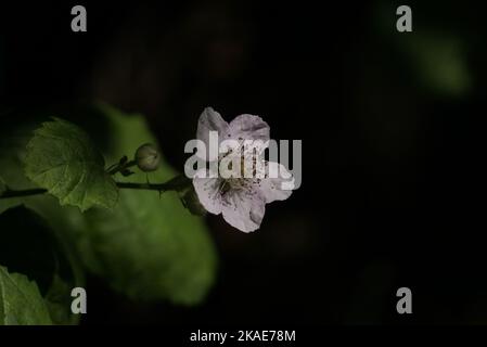 A closeup of a flower of the Armenian blackberry (Rubus armeniacus) against dark blurred background