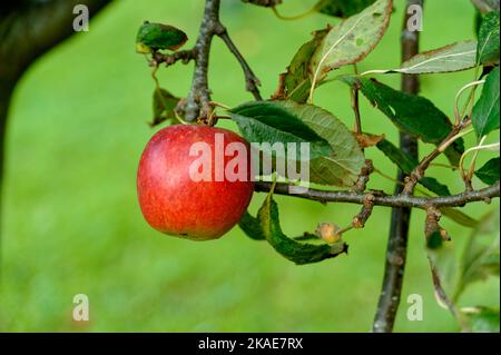 single apple growing on a tree Stock Photo