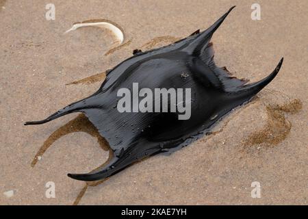 Black egg case or egg capsule of a skate on sand on the beach Stock Photo