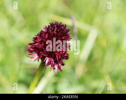 Alpine flora - Black Vanilla Orchid (nigritella nigra) Stock Photo
