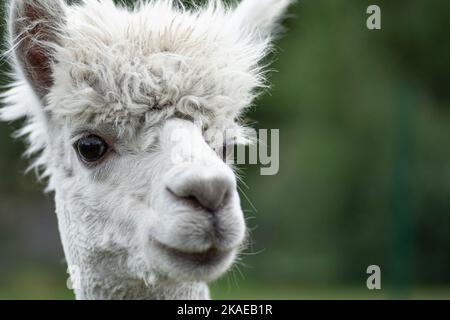 White llama closeup portrait Stock Photo