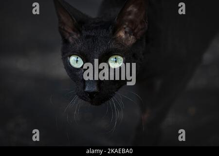 Black cat sneaky looking from hiding place outdoors Stock Photo