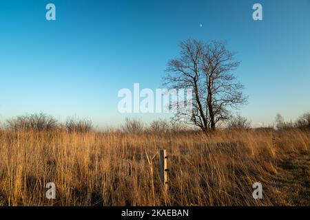 A large tree without leaves and a dry meadow, evening view Stock Photo
