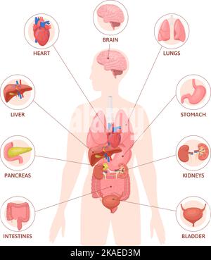 Human organs flat infographics with silhouette of body with colored internal organs circle icons and text vector illustration Stock Vector
