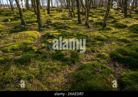 Backlit Silver Birch trees in bright sunshine at Gardom's Edge, near Baslow, Derbyshire. Stock Photo