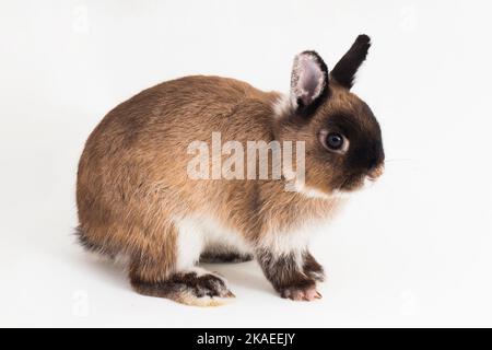 Netherland Dwarf rabbit isolated on white background Stock Photo