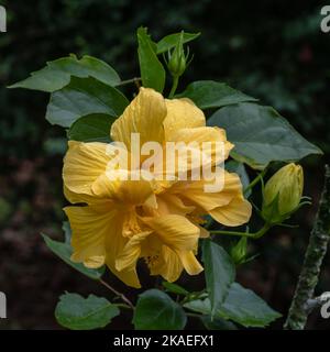 Closeup view of colorful golden yellow double hibiscus rosa sinensis flower and buds outdoors in garden on dark natural background Stock Photo