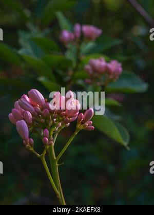 Closeup view of bright pink cluster of flowers and buds of jatropha integerrima aka peregrina or spicy jatropha in sunlight on natural background Stock Photo