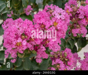 Closeup view of colorful bright pink lagerstroemia indica aka crape or crepe myrtle clusters of flowers on light background Stock Photo