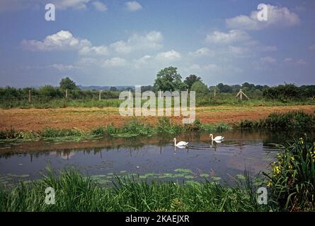 United Kingdom. England. Somerset. Creech St. Michael. Ham. Swans on the River Tone. Stock Photo