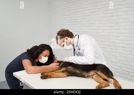 Portrait caring dark haired female soothing Alsatian at vet appointment. Concentrated male fair haired vet wearing mask checking up animal body. Sick black and brown dog lying on white exam table. Stock Photo