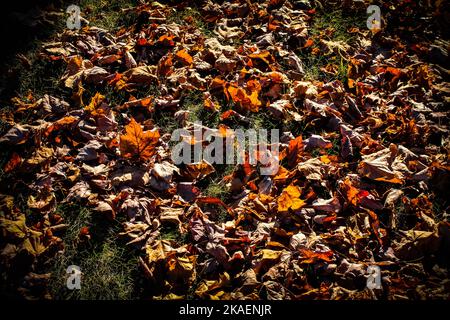 Autumn leaves laying on the ground Stock Photo