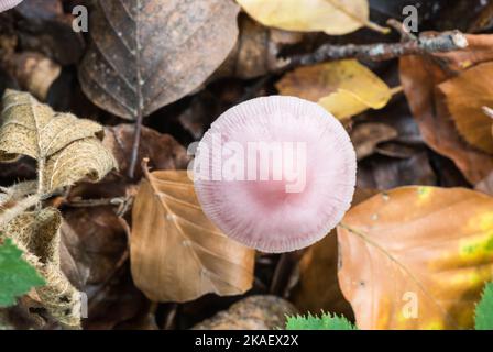 Fungus - Rosy Bonnet (Mycena rosea) Stock Photo