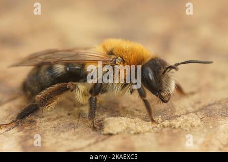 Detailed closeup on a furry brown female grey-patched mining bee, Andrena nitida sitting on wood Stock Photo
