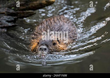 Coypu / nutria (Myocastor coypus) swimming in pond, invasive rodent in Europe, native to South America Stock Photo