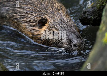 Coypu / nutria (Myocastor coypus) swimming in pond, invasive rodent in Europe, native to South America Stock Photo