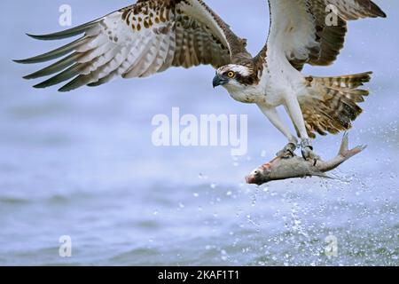 Western osprey (Pandion haliaetus) flying over lake with caught fish in its talons / claw Stock Photo