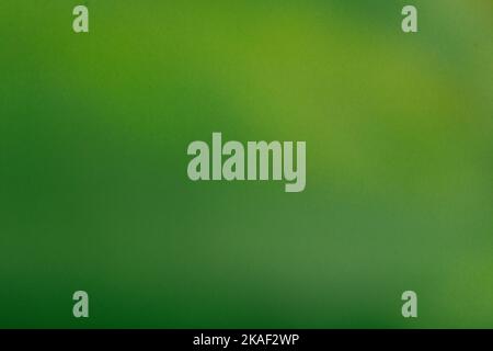 greeen abstract background for ad or web design macros of plant leaf Stock Photo
