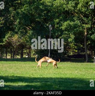 Two dogs playing on a green grass in garden. Beagle dog with pomeranian ...