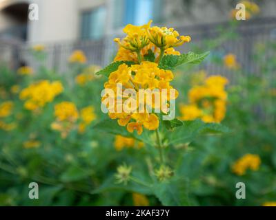 A closeup of blooming beautiful yellow West Indian Lantana flowers in yard on sunny day Stock Photo