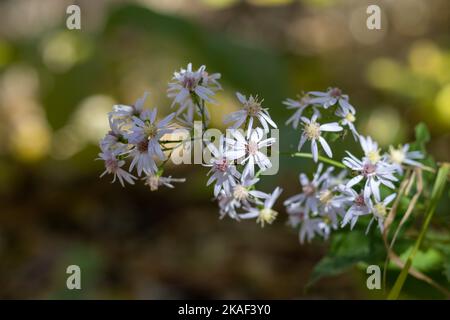 Light purple aster flowers blooming in a woodland Stock Photo