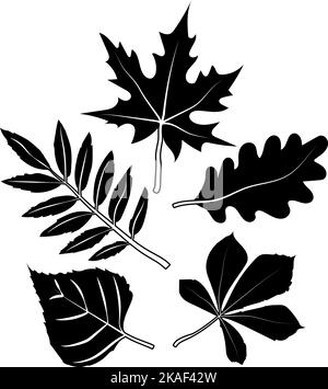 Set of silhouettes of autumn leaves, drawn in a doodle style. Thin veins on leaves. Simple vector isolated on white background Stock Vector
