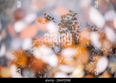 Silhouette of a tree reflected in a puddle with orange autumn leaves. Autumn and fall abstract background Stock Photo