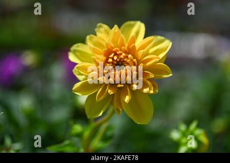 A selective focus shot yellow Dahlia pinnata flower in a garden Stock Photo