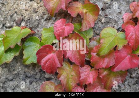 Autumn leaves of the climbing tree on the concrete wall in a garden under soft sunlight. Stock Photo