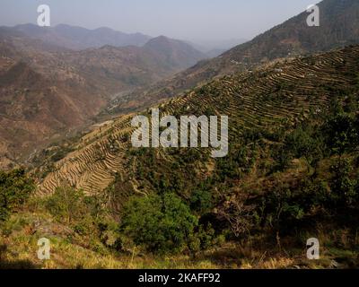 Extensive terraced fields at the remote village of Dalkanya on the Nandhour Valley, Kumaon Hills, Uttarakhand, India Stock Photo