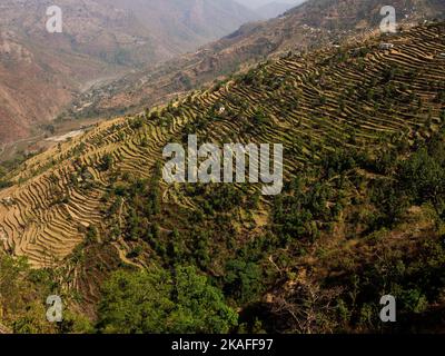 Extensive terraced fields at the remote village of Dalkanya on the Nandhour Valley, Kumaon Hills, Uttarakhand, India Stock Photo