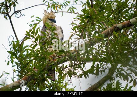 Young Harpy Eagle (Harpia harpyja) bird of prey, also American harpy eagle (Papuan or New Guinea harpy eagle), among largest eagles and raptors in wor Stock Photo