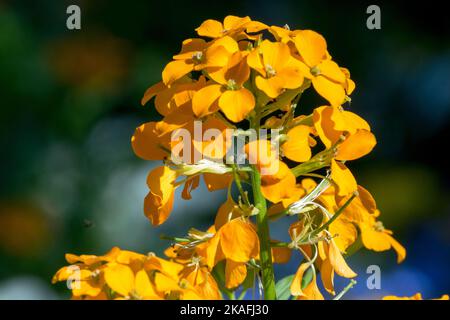 Erysimum allioni, Orange, Erysimum, Flower, Head, Blooming, Plant, Siberian Wallflower Stock Photo