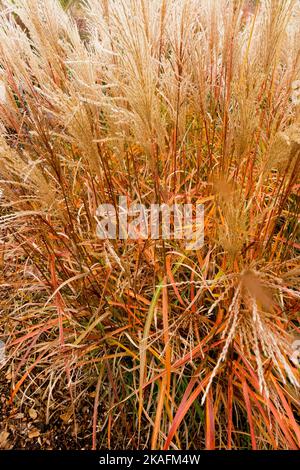 Dwarf Maiden Grass,Miscanthus Ferner Osten turns copper-red in autumn before dying back for winter Stock Photo