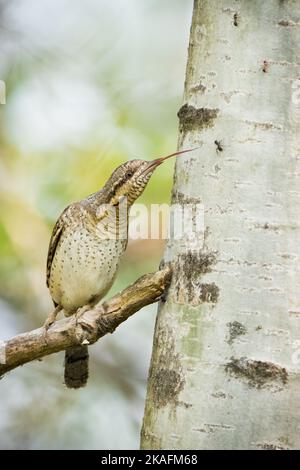Eurasian wryneck catching an ant on a tree in forest Stock Photo