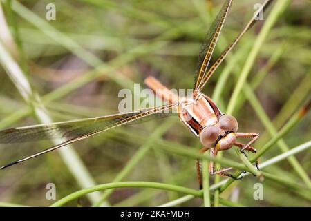 A closeup of a Needham's skimmer perched on a grass Stock Photo