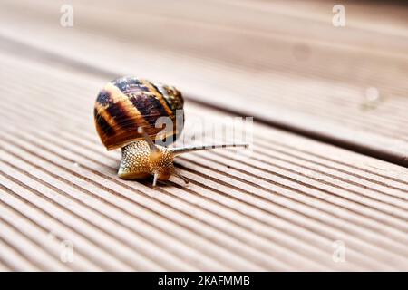 Little brown snail crawling on the road. Wild animals backgrounds Stock Photo