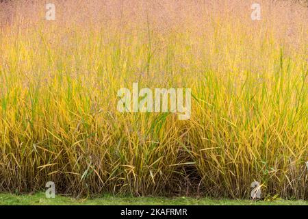 Garden, Grasses, Border, Edge, Clumps, Yellowing, Switch Grass, Panicum virgatum 'Warrior', Switchgrass, Plants Stock Photo