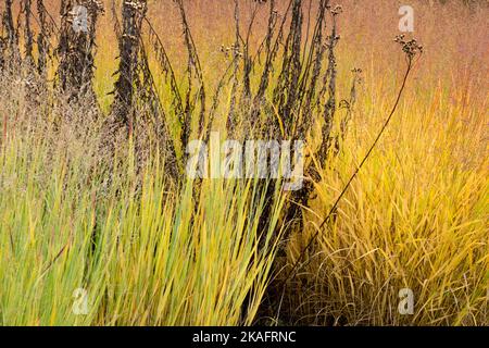 Panic grasses and dried plant Switchgrass, Panicum virgatum, Switch Grass Autumn Colour, Season Stock Photo