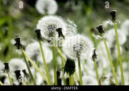 Dandelions flower heads balls seeds Stock Photo