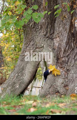 hide and seek with tree and yellow leafs Stock Photo