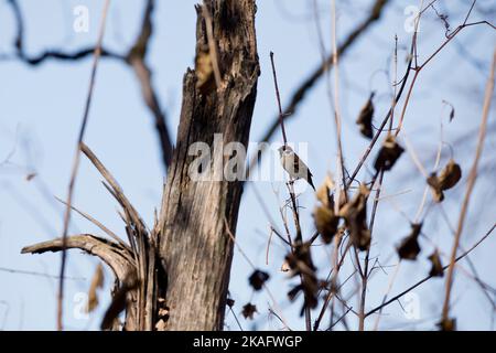 Male house sparrow, passer domesticus, perched on a branch in the forest on a fall day in Iowa. Stock Photo
