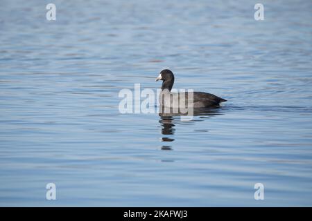 Side view of an American coot, fulica americana, swimming in marsh water in Iowa on an autumn day. Stock Photo